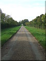 TL5637 : Tree Lined Driveway by Keith Evans