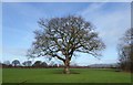 Fine specimen of Oak standing proud in the middle of a field