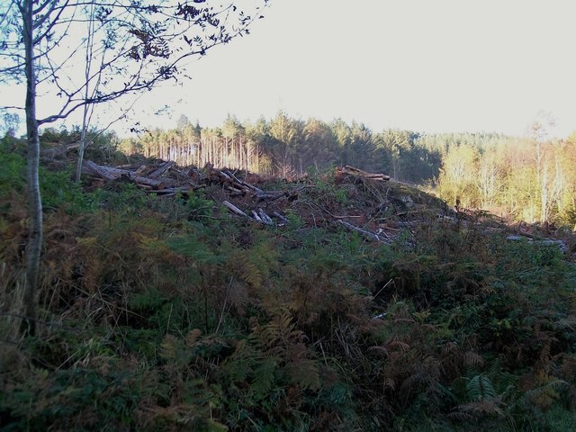 Cut over section of Donard Wood