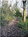 Footpath in Long Wood, Skircoat