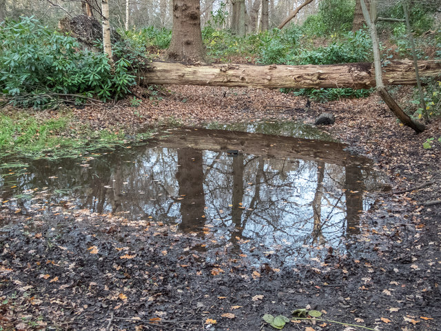 Pond near  Williams Wood, Trent Park, London N14