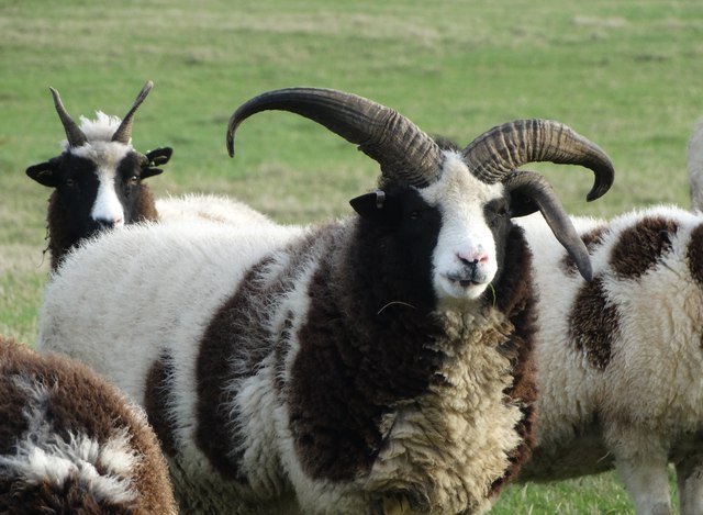 Jacob sheep at Yew Tree Farm © Neil Theasby cc-by-sa/2.0 :: Geograph ...