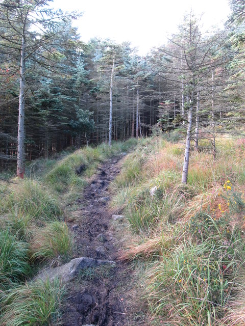 Muddy forest track in Donard Wood