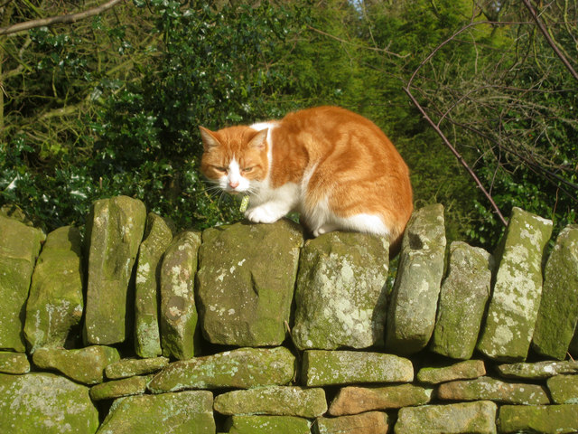 Cat at Pilsley