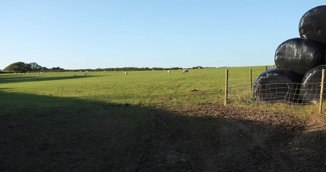 Sheep near Halmpstone Cross