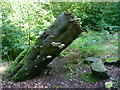 Fungus on tree stump