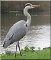 TQ3488 : Heron by the River Lea by Dave Pickersgill
