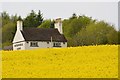 SK3824 : Melbourne Arms through the rapeseed by Oliver Mills