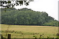 Woodland, Lympne Hill