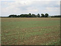 Looking towards Burnt Leys Farm