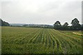 Crops growing by the railway line