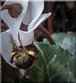 TQ2995 : Bee on Cyclamen, London N14 by Christine Matthews