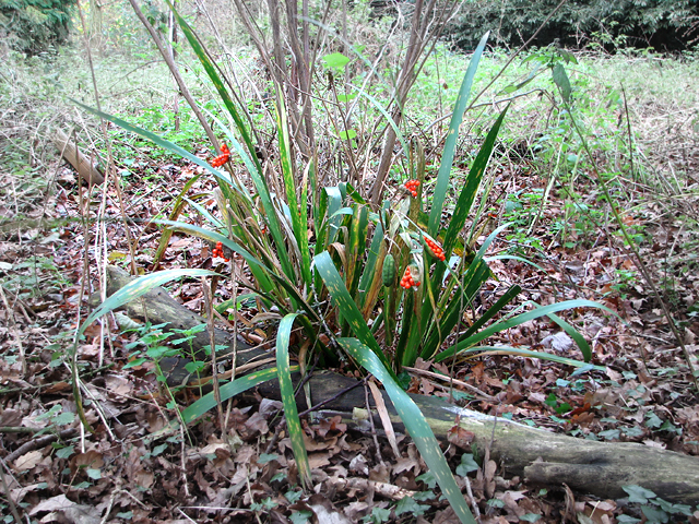 Iris foetidissima (Stinking iris)