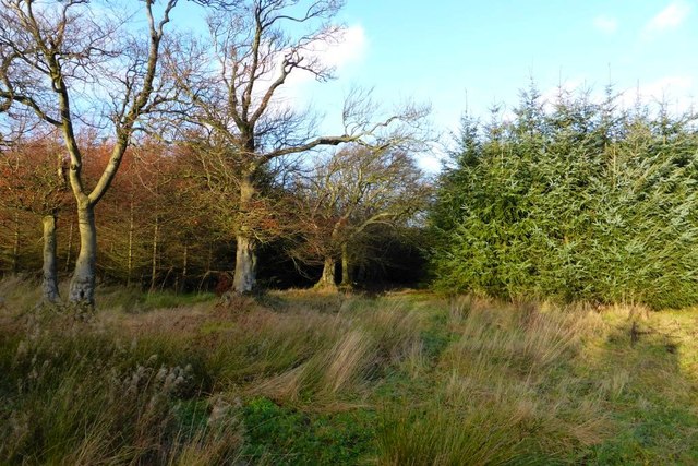 Old treeline © Robert Murray cc-by-sa/2.0 :: Geograph Britain and Ireland