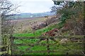 NT6420 : Field path to Jedburgh by Jim Barton