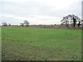 The line of Whitecarr Beck