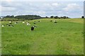 Cattle near Gotterbie