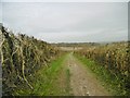 ST9603 : Badbury, Heron Drove by Mike Faherty