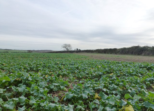 Field of rapeseed near Barnwell Lodge Farm