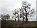 Trees alongside the road from St John