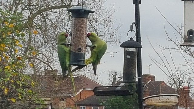 Ring Necked Parakeets, London N14