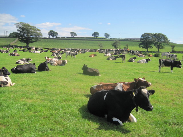 Farmland and cows, Hill House Farm
