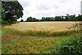 Ripening barley field near Little Tew