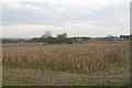 Arable field beside the New River near M25