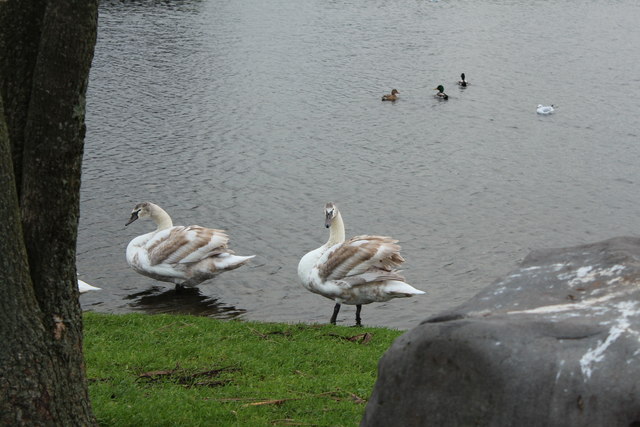 Swans, Agnew Park Stranraer © Billy McCrorie cc-by-sa/2.0 :: Geograph ...