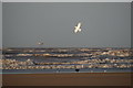 SD2608 : Birds on Mad Wharf, Freshfield by Mike Pennington