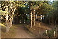 Path in woodland in the dunes north of Victoria Road, Freshfield