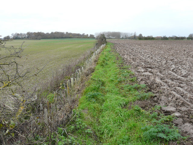 Newly planted hedge © John Baker  Geograph Britain and Ireland