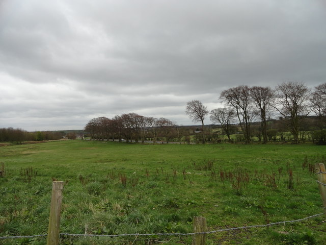 The Avenue, Dipton © Robert Graham :: Geograph Britain and Ireland