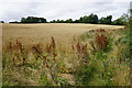 SP3827 : Wheat field ready for harvesting by Bill Boaden