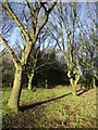 Footpath to Field Head