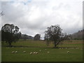 Sheep pasture at Dungarthill