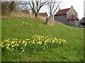 The daffs are out for Christmas