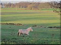 Trotting to the edge of the field