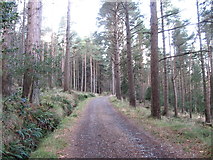 J3729 : View west along the middle tier forestry road in Donard Wood by Eric Jones