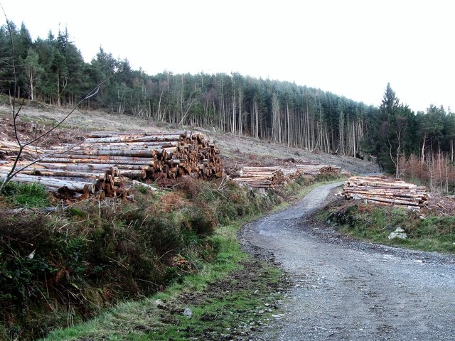 Harvesting logs in Donard Wood