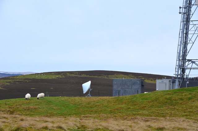 Sheep grazing by the mast, Hamilton Hill