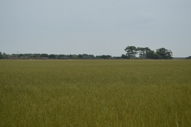 Flat grassland \u00a9 N Chadwick :: Geograph Britain and Ireland