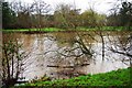 SO8071 : Partly submerged tree in River Severn at Stourport-on-Severn on Christmas Day 2015 by P L Chadwick