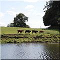 SE3467 : Cows beside the River Ure... by Bill Harrison