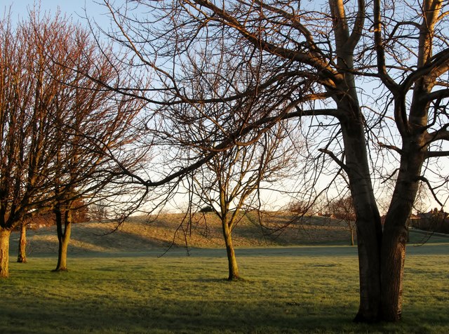 Hibernating trees in Newcastle's Islands Park