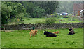 Grazing south-east of Bradnop, Staffordshire