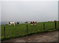 Cattle at Broomfield Farm