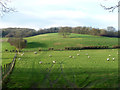 Sheep, Lynsore Bottom