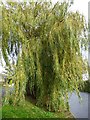 Another view of a willow