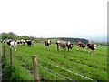NZ1158 : Cattle north of Newhouse Farm, Consett by Robert Graham